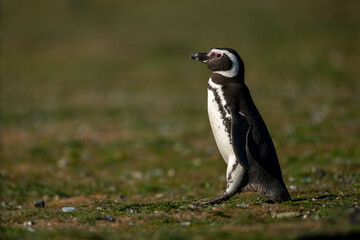 Magellanic penguin crosses grass slope in sunshine