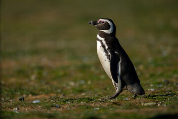 Magellanic penguin crosses grass slope watching camera