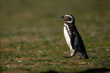 Obraz premium Magellanic penguin crosses grass slope lifting foot