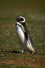Magellanic penguin crosses grass slope in sun
