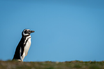 Fototapeta premium Magellanic penguin crosses grass under blue sky