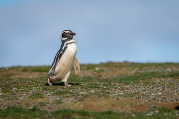 Magellanic penguin crosses grassy hillside in sunshine