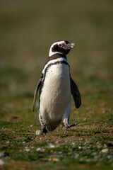 Fototapeta premium Magellanic penguin crosses grassy slope raising foot