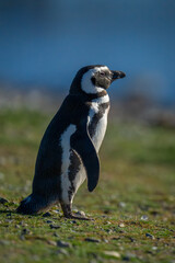 Obraz premium Magellanic penguin in profile on grass slope
