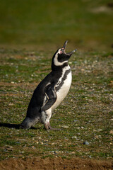 Magellanic penguin in sun lifts head squawking