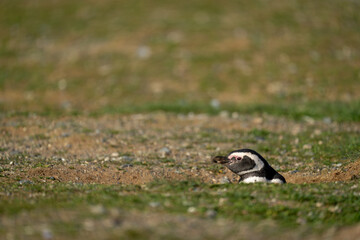Magellanic penguin nestles in burrow on grass