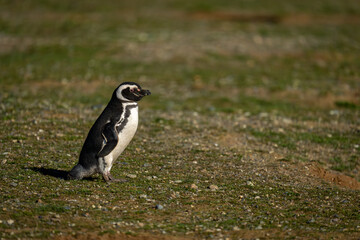 Magellanic penguin in profile on grassy hillside