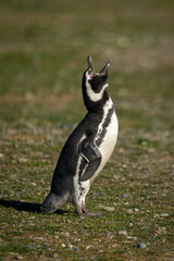 Magellanic penguin on grass raises head squawking