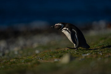 Magellanic penguin leans forward crossing grassy slope