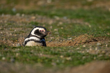 Magellanic penguin nestles in burrow eyeing camera