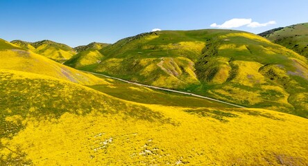 Hills covered in yellow and purple spring flowers during the Superbloom. Carrizo National Monument,...