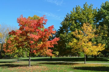 autumn trees in the park