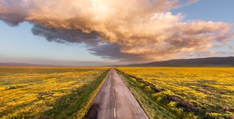 Rural road, majestic clouds and yellow spring flowers during the spring superbloom. Carrizo National Monument, Santa Margarita, California, United States of America.