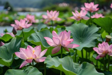 Obraz premium Background lotus flower