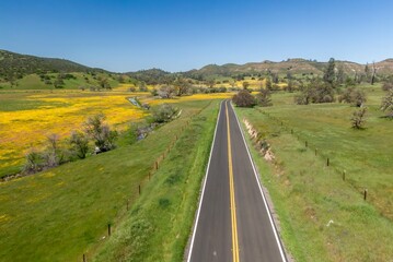 Rural counry road, trees and meadow covered in yeloow spring flowers during superbloom season, Santa Margarita, California, United States of America.