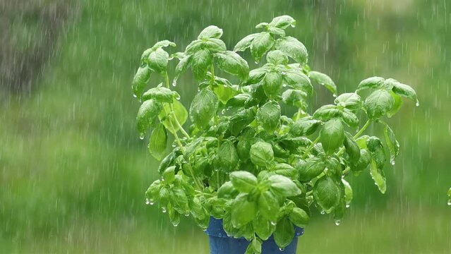 It is raining on the basil herbs in blue flower pot in fresh green nature