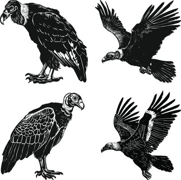 Set of condor vulture birds, vector illustration.