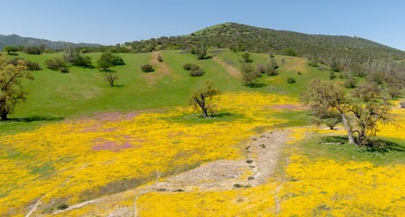 Oak Trees and meadow covered in yeloow spring flowers during superbloom season, Santa Margarita, California, United States of America.