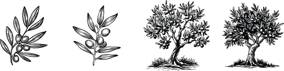 Set of olive tree and branch, vector illustration.