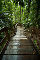 Wooden walkway staircase in lush rainforest