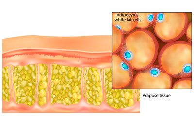 Adipose tissue. Adipocytes white fat cells.Lipocytes and fat cells