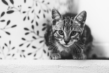 Adorable chaton tigré gris à la maison
