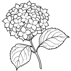 Hydrangea flower plant outline illustration coloring book page design, Hydrangea flower plant black and white line art drawing coloring book pages for children and adults