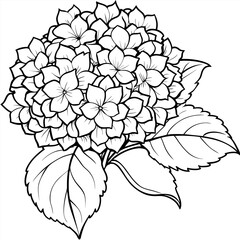 Hydrangea flower plant outline illustration coloring book page design, Hydrangea flower plant black and white line art drawing coloring book pages for children and adults