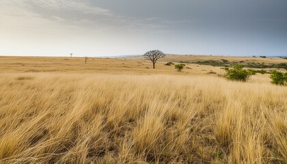 Fototapeta premium landscape with a tree and grass