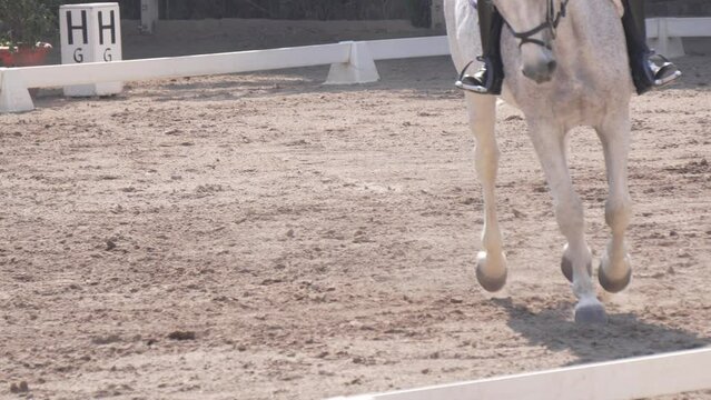 Slow motion of a white horse riding in equestrian competition, Tegucigalpa, Honduras.Closeup  120 fps 4k.