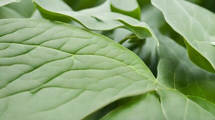 green leaf background