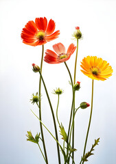 Obraz premium red and yellow flowers