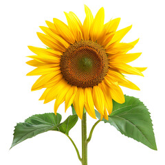 Obraz premium Sunflowers, for a beautiful flower theme or ornamental plant decoration