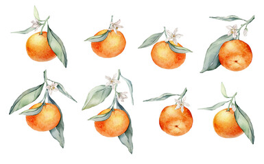 Set of mandarin branches with green leaves and flower. Hand drawn tangerines isolated background. Watercolor clipart illustrations. collection of citrus fruits. orange botanical painting