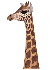 Naklejka premium Isolated watercolor drawn portrait of a cute smiling giraffe (face and neck)