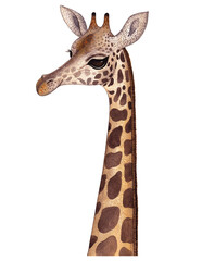 Isolated watercolor drawn portrait of a cute smiling giraffe (face and neck)
