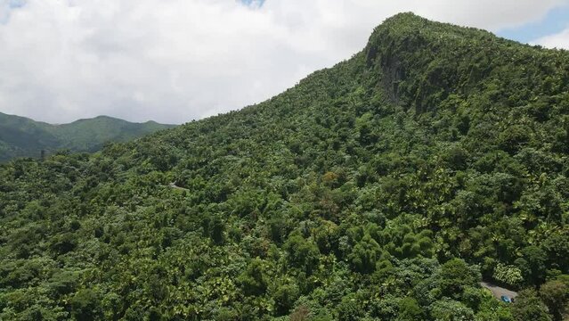 Dense El Yunque Rainforest