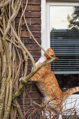 Red cat climbing in tree