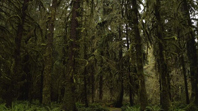 Hall of Mosses in the Hoh Rainforest In Olympic National Park, Washington, USA. - dolly in shot