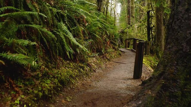 POV of a Person Walking on Trail with Moss-covered Trees and Ferns in Hoh Rainforest, Washington, USA.