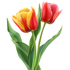 Naklejka premium Tulips flower, for a beautiful flower theme or ornamental plant decoration