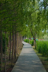 Obraz premium Hefei City, Anhui Province-Binhu Forest Wetland Park-Trees in the forest