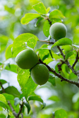 実をつけ始めた梅の木 鳥取県 樗谿公園