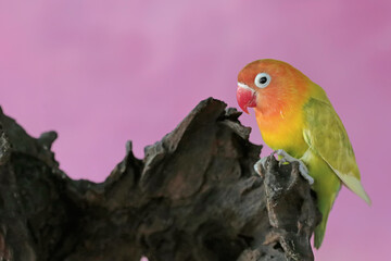 A lovebird is perched on a dry tree trunk. This bird which is used as a symbol of true love has the...