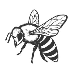 Hand drawn Honeybee sketch isolated on white background. Vintage engraving, woodcut drawing, outline vector etching. Black and white monochrome illustration