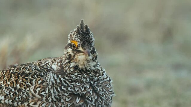 Alert male Sharp-tail Grouse close-up calls for females on prairie lek