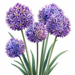 Obraz premium Artistic and detailed illustration of multiple purple Allium flowers with intricate petals and stems.