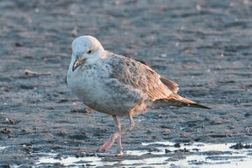Animals photographed in the wild