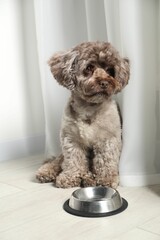 Cute Maltipoo dog near feeding bowl indoors. Lovely pet