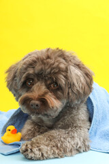 Cute Maltipoo dog wrapped in towel and bath duck on yellow background. Lovely pet